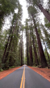 Driving Avenue of the Giants (in Humboldt Redwoods State Park in Northern California)