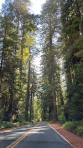 Driving Avenue of the Giants (in Humboldt Redwoods State Park in Northern California)