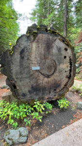 At the outside area of the Humboldt Redwoods State Park Visitor Center off of Avenue of the Giants (in Humboldt Redwoods State Park in Northern California)