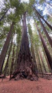 My husband pretending to take a quick nap on a large tree trunk along the Gould Grove Nature Loop Trail (off of Avenue of the Giants in Humboldt Redwoods State Park in Northern California)