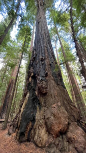 An interesting looking partially burnt redwood tree along the Gould Grove Nature Loop Trail (off of Avenue of the Giants in Humboldt Redwoods State Park in Northern California)