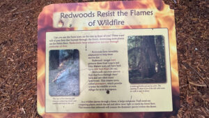 A sign along the Gould Grove Nature Loop Trail  explaining how redwoods resist the flames of wildfire (off of Avenue of the Giants in Humboldt Redwoods State Park in Northern California)