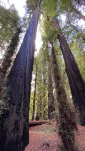 Trees that have resisted the flames of wildfire along the Gould Grove Nature Loop Trail (off of Avenue of the Giants in Humboldt Redwoods State Park in Northern California)