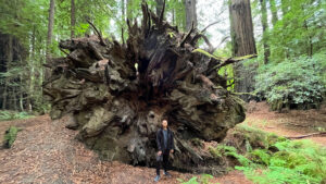 The roots of a large, fallen redwood tree along the Gould Grove Nature Loop Trail (off of Avenue of the Giants in Humboldt Redwoods State Park in Northern California)