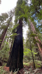 A burnt redwood tree along the Gould Grove Nature Loop Trail (off of Avenue of the Giants in Humboldt Redwoods State Park in Northern California)