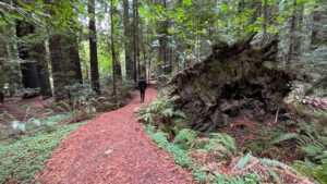 The roots of another fallen redwood tree along the Gould Grove Nature Loop Trail (off of Avenue of the Giants in Humboldt Redwoods State Park in Northern California)