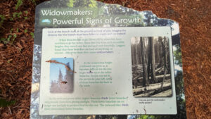 A sign along the Gould Grove Nature Loop Trail  titled, “Widowmakers: Powerful Signs of Growth” (off of Avenue of the Giants in Humboldt Redwoods State Park in Northern California)