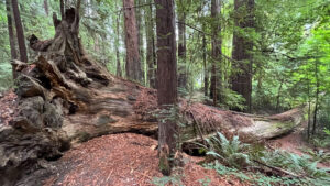 This fallen tree along the Gould Grove Nature Loop Trail has bent to the shape of the forest floor (off of Avenue of the Giants in Humboldt Redwoods State Park in Northern California)