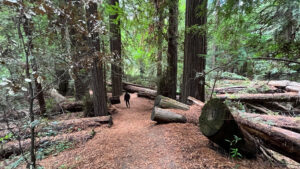 Several fallen trees that have been cut through for the Gould Grove Nature Loop Trail (off of Avenue of the Giants in Humboldt Redwoods State Park in Northern California)