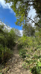 The part of the Gould Grove Nature Loop Trail that leads to the Eel River (off of Avenue of the Giants in Humboldt Redwoods State Park in Northern California)