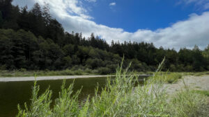 The Eel River accessed from the Gould Grove Nature Loop Trail (off of Avenue of the Giants in Humboldt Redwoods State Park in Northern California)