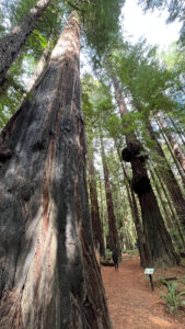 A burnt redwood tree on the left and a redwood with burls ahead on the right along the Gould Grove Nature Loop Trail (off of Avenue of the Giants in Humboldt Redwoods State Park in Northern California)