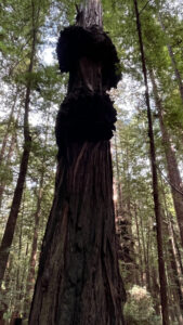 A tree with burls along the Gould Grove Nature Loop Trail (off of Avenue of the Giants in Humboldt Redwoods State Park in Northern California)