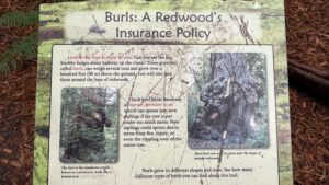 A sign titled, “Burls: A Redwood’s Insurance Policy” along the Gould Grove Nature Loop Trail (off of Avenue of the Giants in Humboldt Redwoods State Park in Northern California)