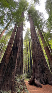 Beautiful, tall redwoods along the Gould Grove Nature Loop Trail (off of Avenue of the Giants in Humboldt Redwoods State Park in Northern California)