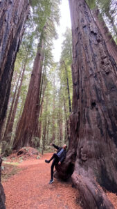 My husband making me laugh again in front of a big, beautiful redwood along the Gould Grove Nature Loop Trail (off of Avenue of the Giants in Humboldt Redwoods State Park in Northern California)