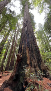 The burns on this redwood make it look like it has stripes (along the Gould Grove Nature Loop Trail off of Avenue of the Giants in Humboldt Redwoods State Park in Northern California)