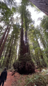 Small sunbeams shining through redwoods along the Gould Grove Nature Loop Trail (off of Avenue of the Giants in Humboldt Redwoods State Park in Northern California)