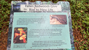 A sign titled, “Fallen Redwoods Give Rise to New Life,” along the Gould Grove Nature Loop Trail (off of Avenue of the Giants in Humboldt Redwoods State Park in Northern California)