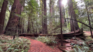 A fallen redwood and sunlight shining through redwood trees along the Gould Grove Nature Loop Trail (off of Avenue of the Giants in Humboldt Redwoods State Park in Northern California)