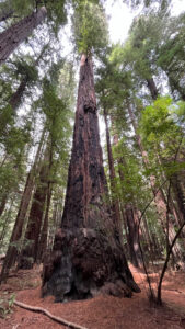 Another resilient redwood tree standing firm despite being burned along the Gould Grove Nature Loop Trail (off of Avenue of the Giants in Humboldt Redwoods State Park in Northern California)