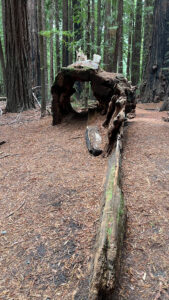 You can look right through the the remnants of this dead, fallen redwood tree along the Gould Grove Nature Loop Trail (off of Avenue of the Giants in Humboldt Redwoods State Park in Northern California)