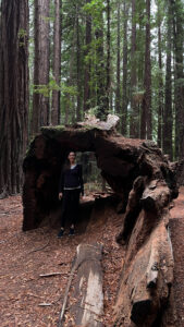 You can not only look right through the the remnants of this dead, fallen redwood tree, but you can walk through it as well (along the Gould Grove Nature Loop Trail off of Avenue of the Giants in Humboldt Redwoods State Park in Northern California)