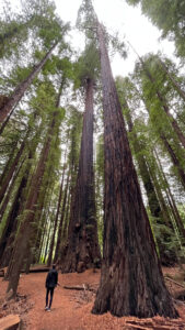 The Gould Grove Nature Loop Trail (off of Avenue of the Giants in Humboldt Redwoods State Park in Northern California)