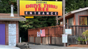 The entrance to the Shrine Drive Thru Tree off of Avenue of the Giants (in Humboldt Redwoods State Park in Northern California)