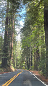 Driving south on Avenue of the Giants (in Humboldt Redwoods State Park in Northern California)