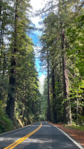 Driving south on Avenue of the Giants (in Humboldt Redwoods State Park in Northern California)