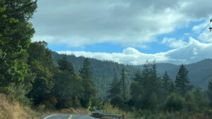 Driving south on Avenue of the Giants (in Humboldt Redwoods State Park in Northern California)