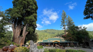 The Grandfather Tree on Highway 101 and next door to One-Log House (Redwoods in Northern California)