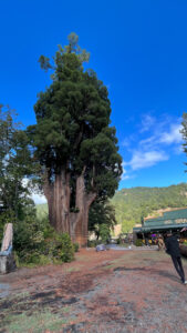 The Grandfather Tree on Highway 101 and next door to One-Log House (Redwoods in Northern California)