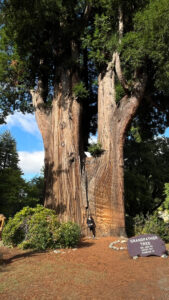 I look small standing in front of the very old and cool looking Grandfather Tree on Highway 101 and next door to One-Log House (Redwoods in Northern California)