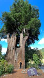 My husband looks small standing in front of the very old and cool looking Grandfather Tree on Highway 101 and next door to One-Log House (Redwoods in Northern California)