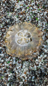 Jellyfish (Glass Beach, Fort Bragg, CA)