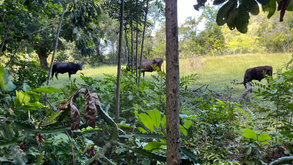 Animals along the walking trail to the waterfalls at Damajagua 27 Falls in the Dominican Republic