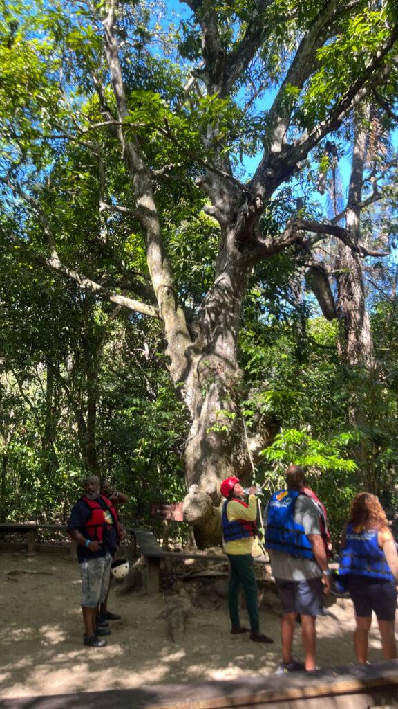 Shortly before we got to the waterfalls, they have several wooden benches in an area well shaded by large trees where we could sit while we waited for the group in front of us to finish jumping or climbing down the first of the falls we did that day at Damajagua 27 Falls in the Dominican Republic