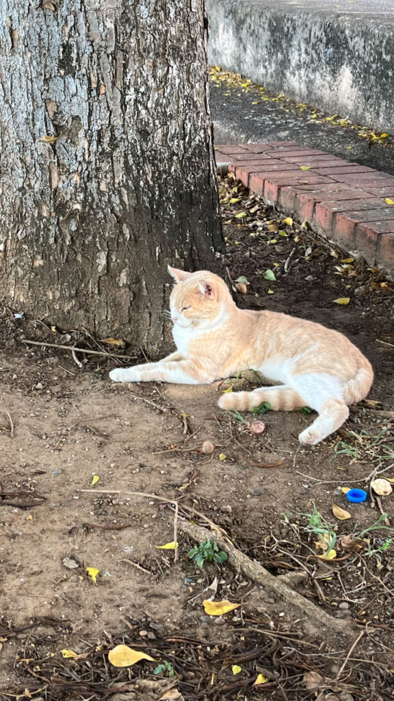 One of the many stray cats we encountered in San Juan, Puerto Rico, most of whom are friendly