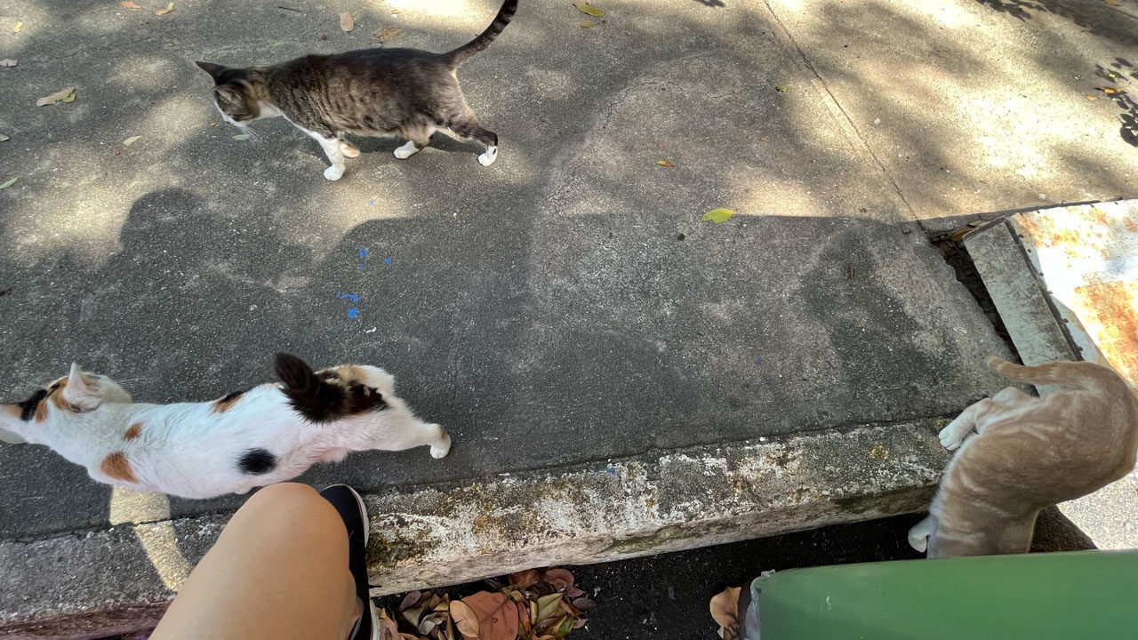 More friendly, stray cats in San Juan, Puerto Rico