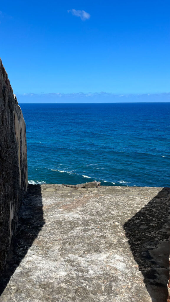 An iguana sunbathing at Castillo San Felipe del Morro in San Juan, Puerto Rico