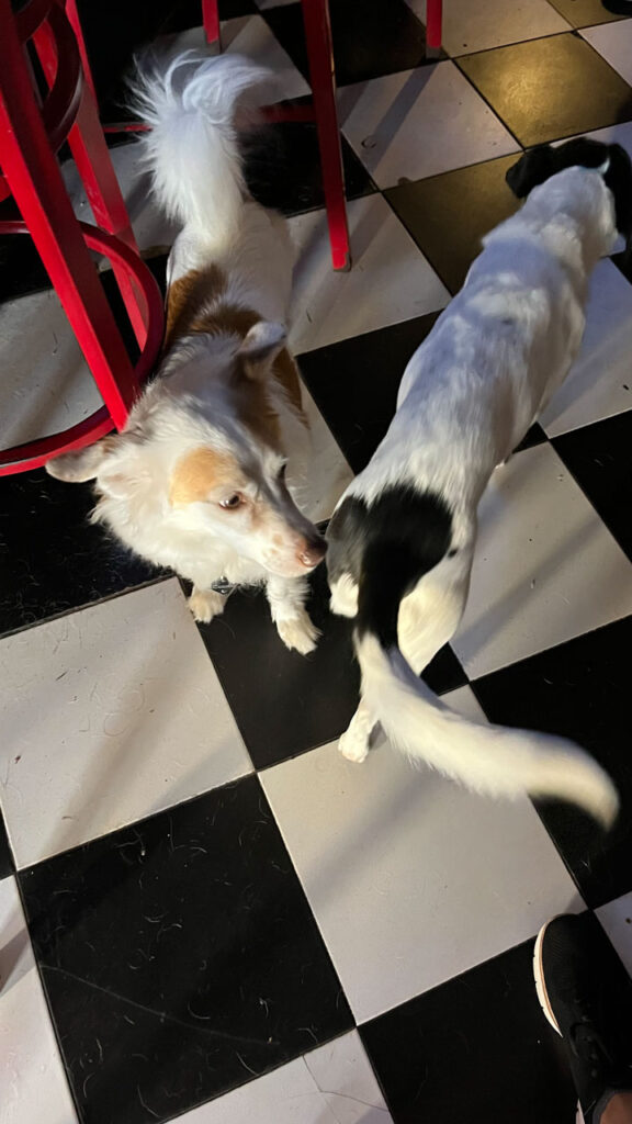 Friendly dogs in TJ's Pub where we got cheap cocktails in plastic cups that you can take with you and drink while you tour the city