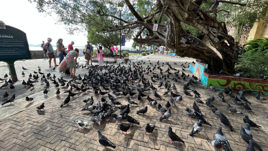 Parque de las Palomas (Pigeon Park) in San Juan, Puerto Rico