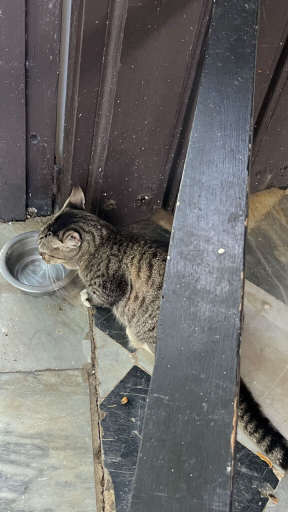 One of many stray cats at Casa Blanca in San Juan, Puerto Rico